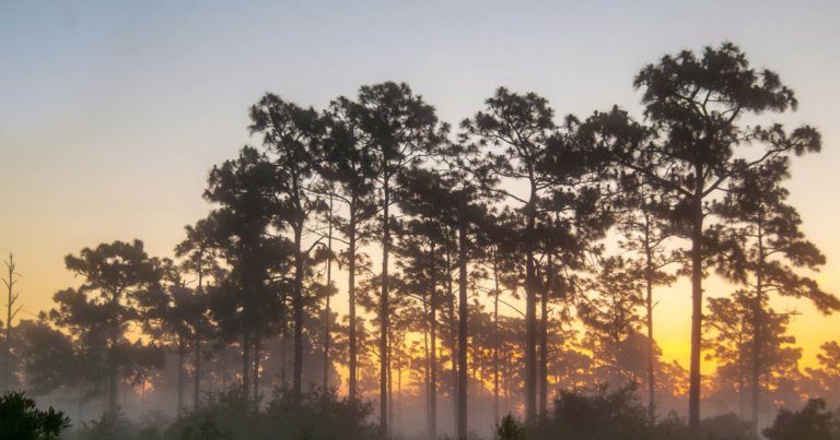 Wilderness at Sunrise in Seminole County