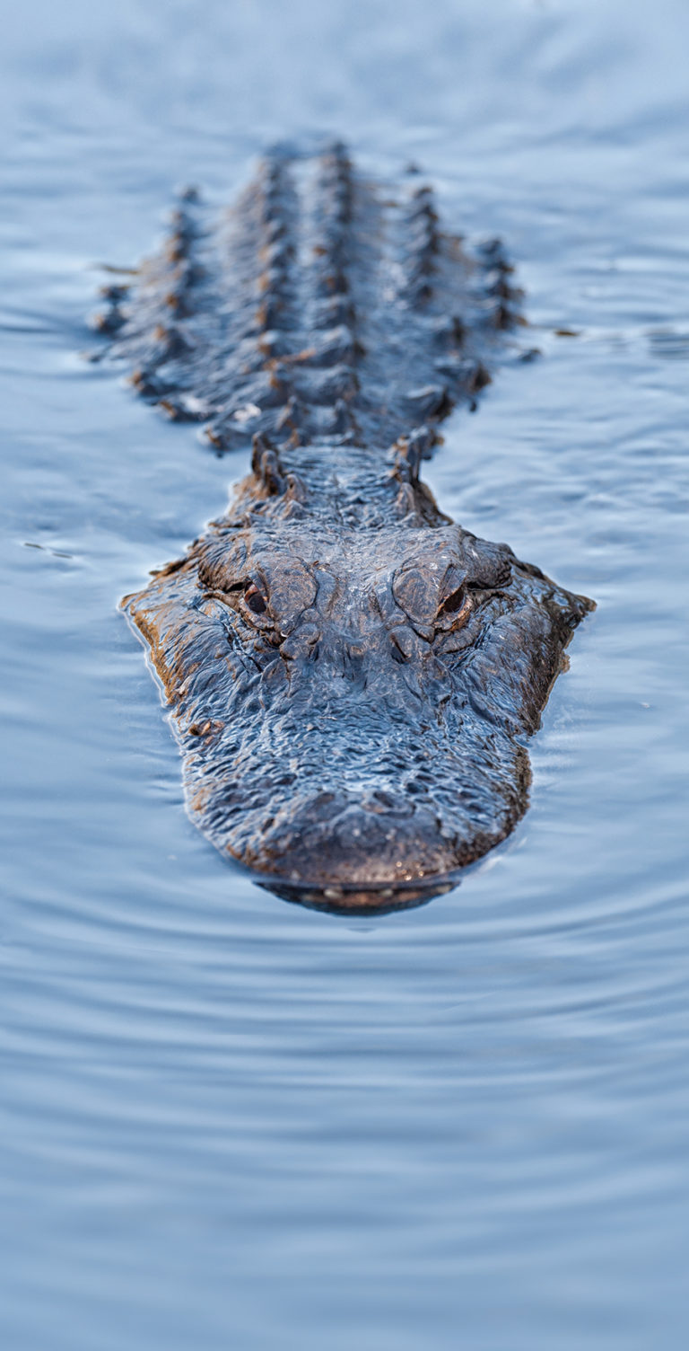 Alligator in Lake Jesup