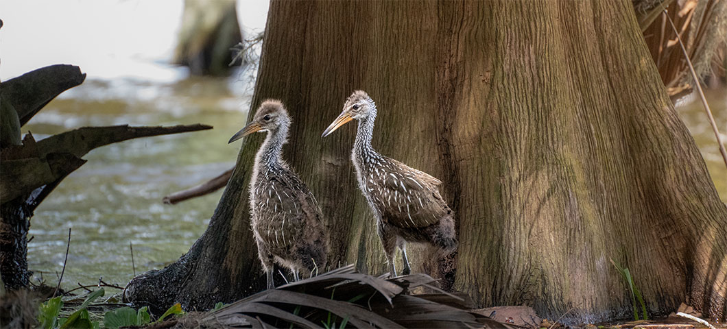 Unique Holiday Experiences in Orlando North 2026