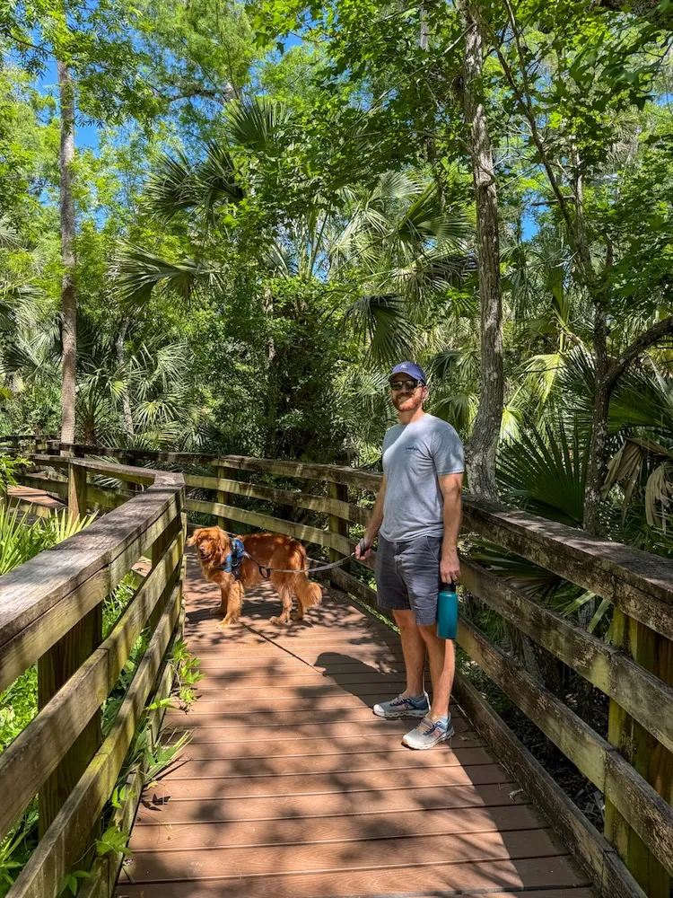 Man in a gray t-shirt and shorts walks a golden retriever on a wooden boardwalk through a lush green forest wearing a cap and sunglasses.