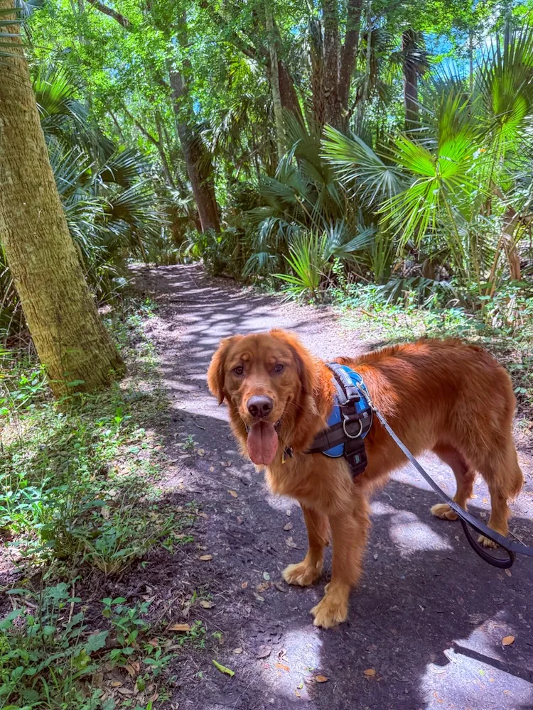 Golden retriever wearing a blue harness on a wooded trail, panting with a leash attached, surrounded by palm-like plants and green foliage.