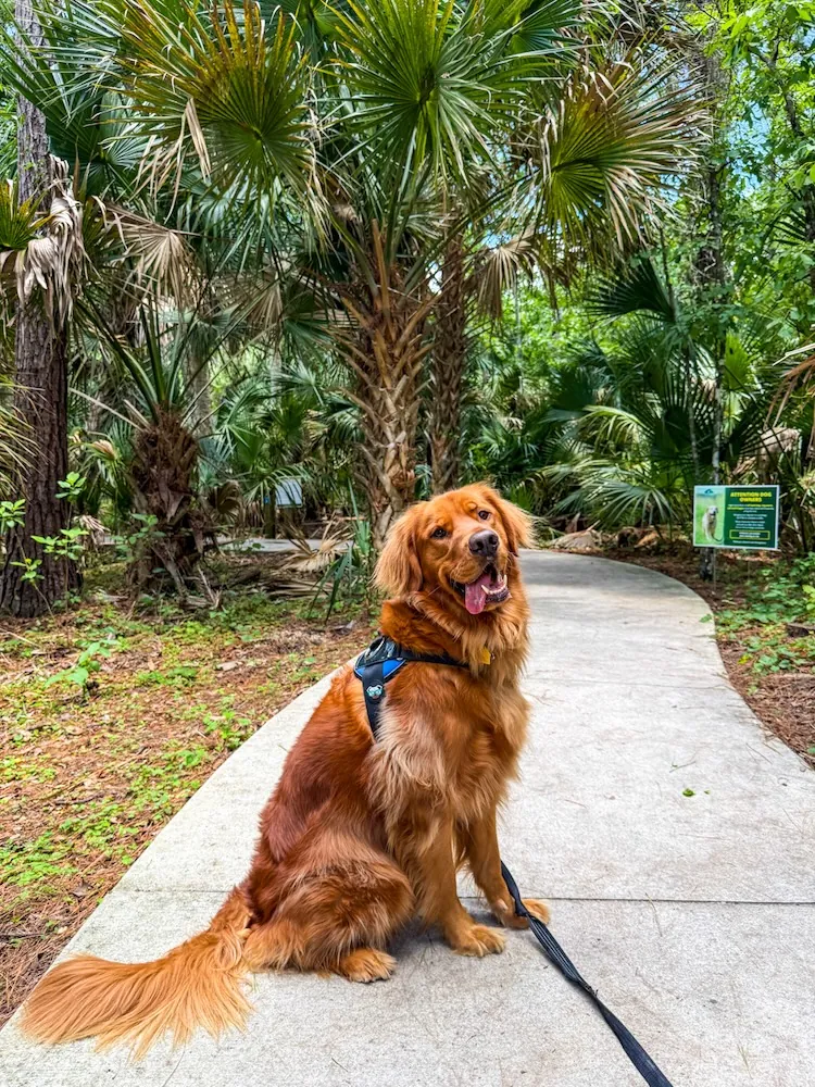 Golden retriever wearing a blue harness sits on a paved path amid lush palm trees in a tropical garden.