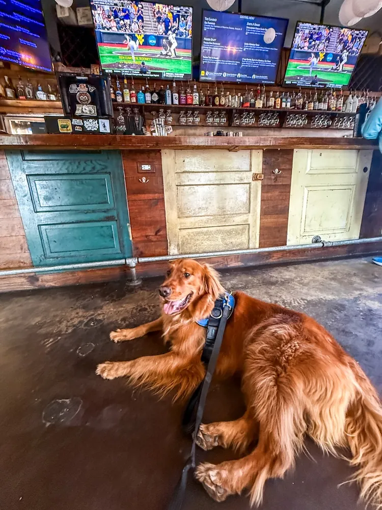 Golden retriever wearing a blue harness lying on the bar floor in a rustic pub, leash attached, with multiple TV screens and bottles behind the bar.