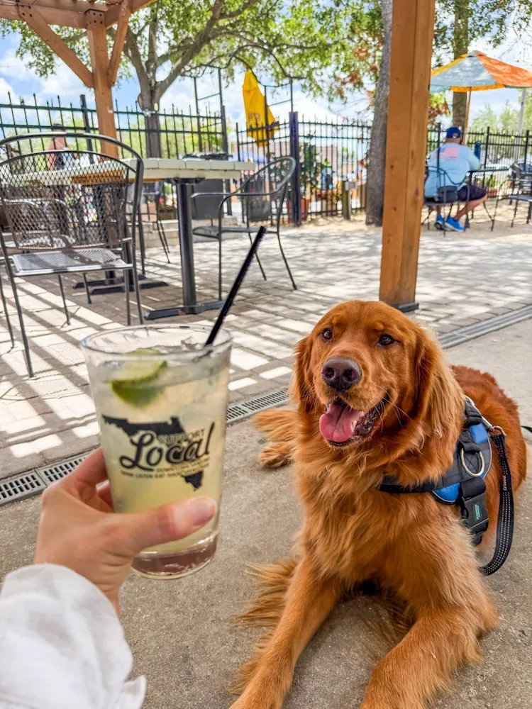 Golden retriever wearing a harness sits on the patio near a hand holding a lime mojito.