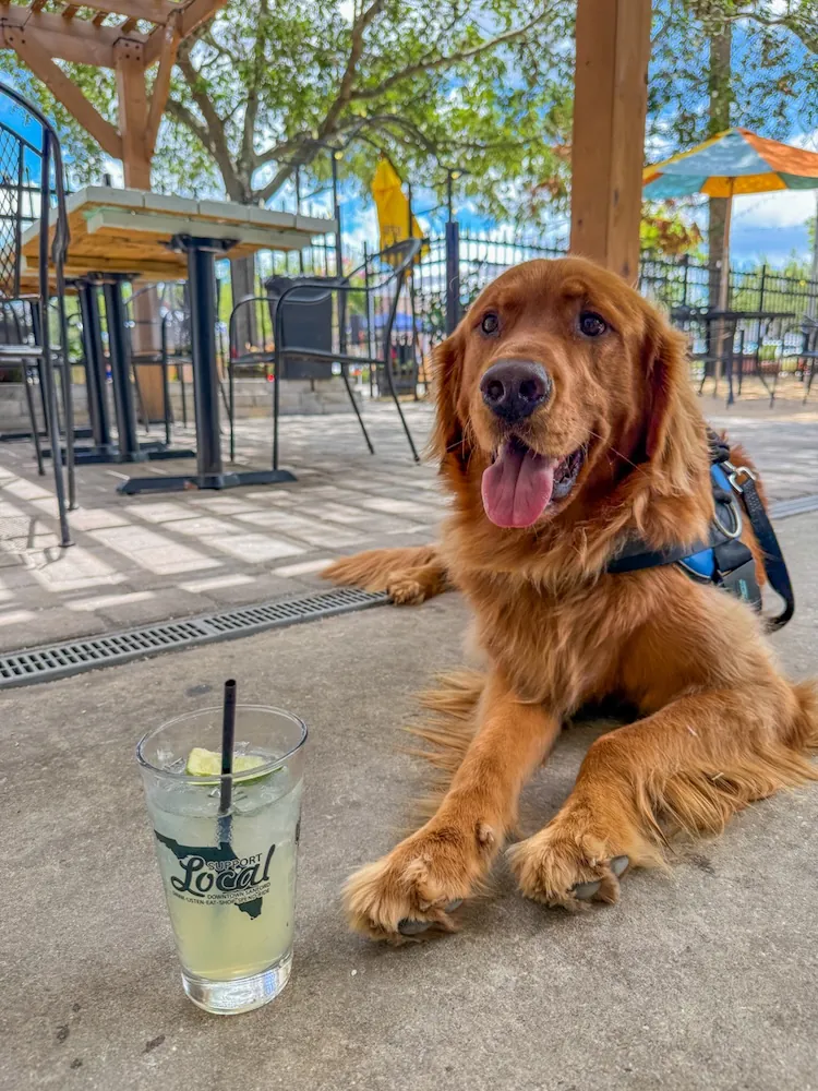 Golden retriever wearing a harness sits on the patio near a hand holding a lime mojito.