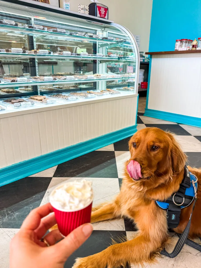 Golden retriever in a blue harness sits by a pastry case in a bakery as a hand offers a red cupcake with whipped topping.