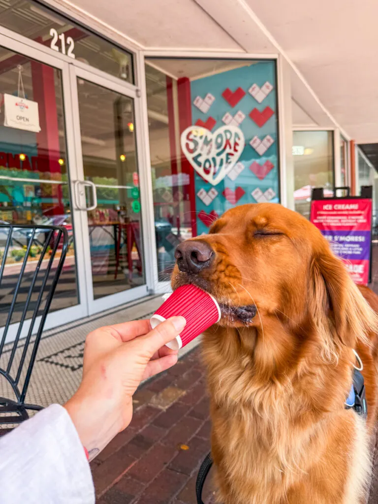 Golden retriever wearing a harness enjoys a red ice cream cup handed by a person outside a storefront with heart decorations in the window signage behind.
