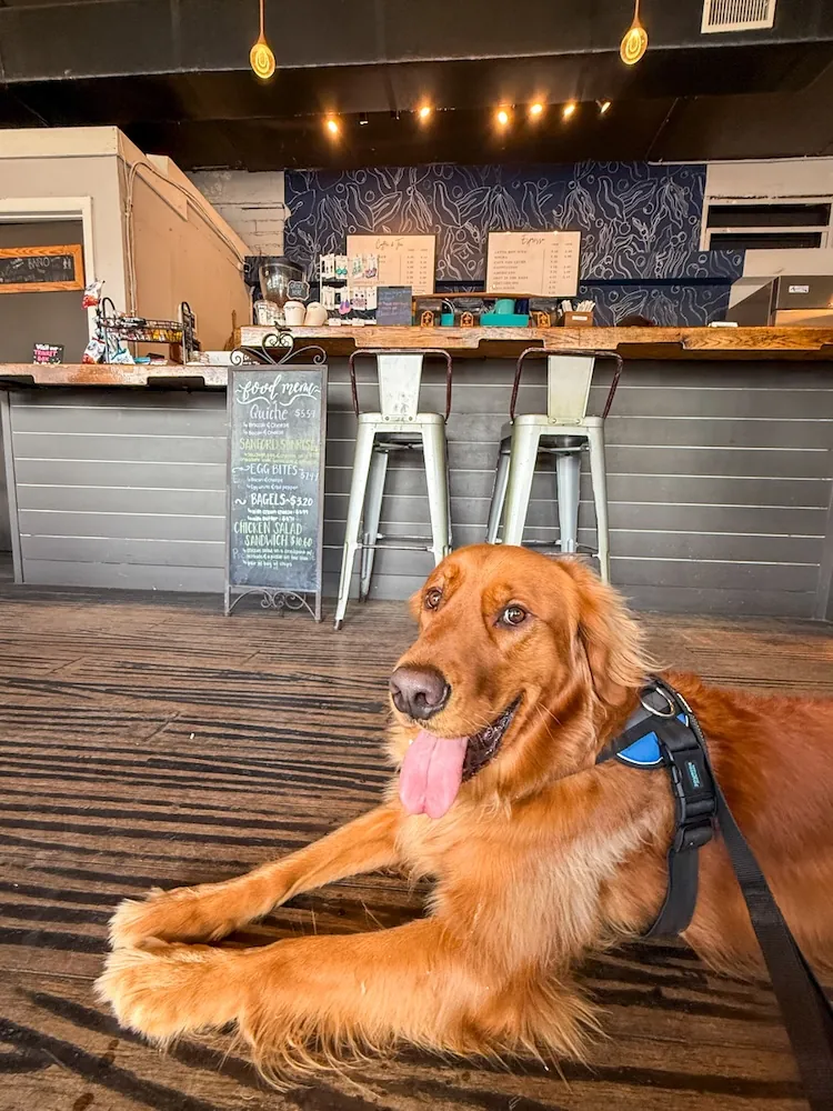 Golden retriever lying on a wooden floor in a cafe, wearing a harness, tongue out, near a chalkboard menu and bar stools at the counter