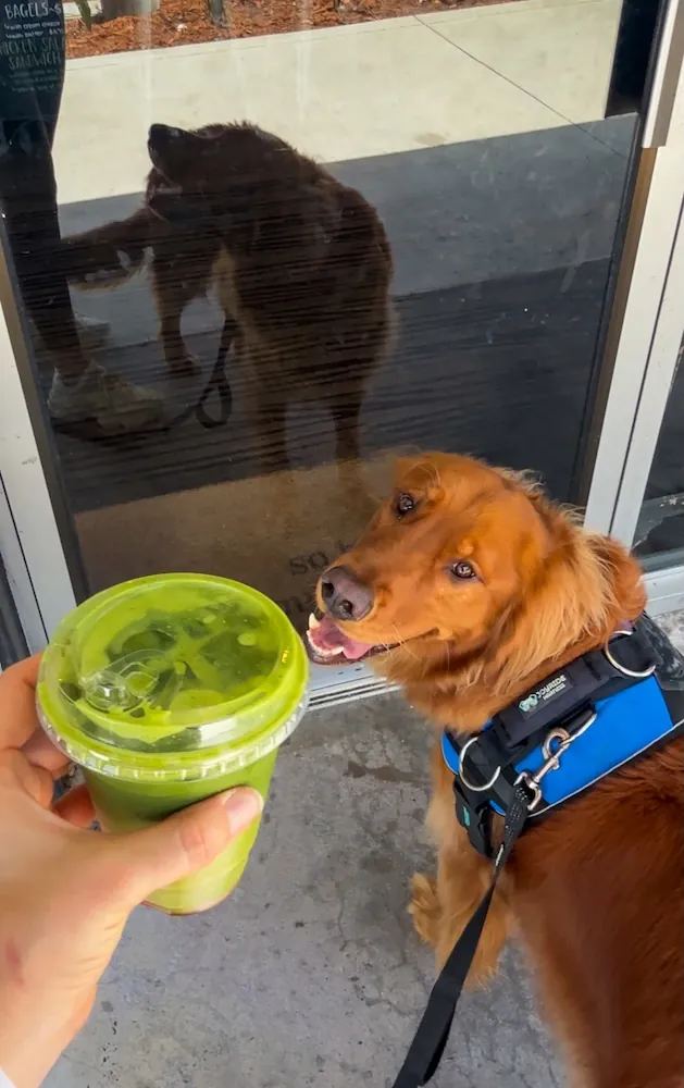 Golden retriever in a blue harness stands outside a glass door, looking at a green smoothie held by a person; the dog’s reflection is visible in the glass.